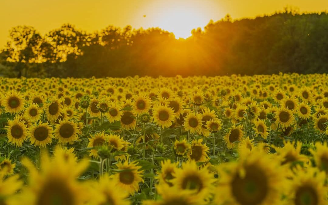 Čelarević Slađana